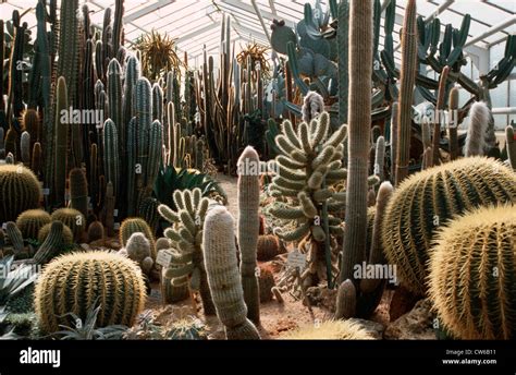 cacti in greenhouse Stock Photo - Alamy