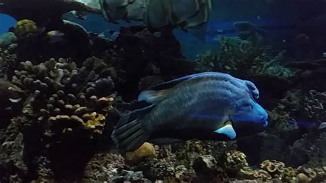 Blacktip Reef At The National Aquarium In Baltimore Youtube