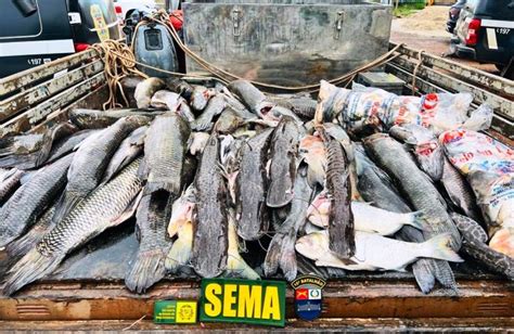 Sema MT apreende 450 kg de peixes ilegal na primeira semana após fim da