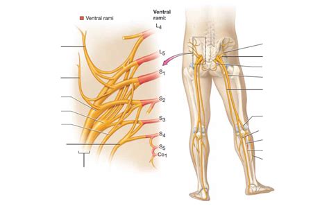 Sacral Plexus Diagram Quizlet