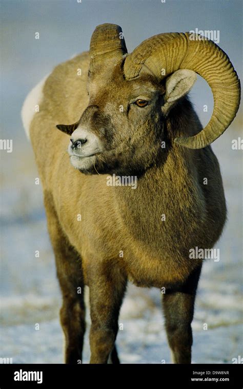 Canada, Alberta, Rocky Mountains, Jasper National Park, Bighorn Sheep ...