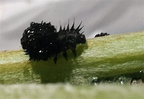 Thistle Tortoise Beetle Larvae from France - What's That Bug?