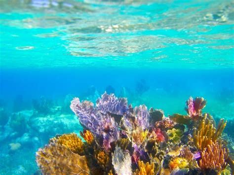 Best Snorkeling In Turks And Caicos - Top Spots In Providenciales