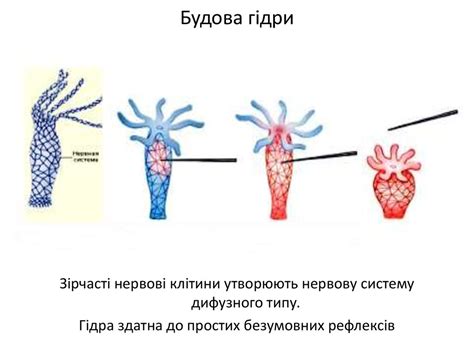 Прісноводна гідра - презентация онлайн