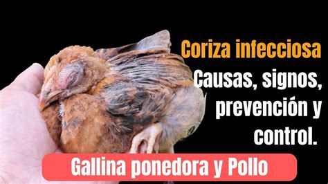 Coriza Infecciosa Aviar Causas Signos Prevenci N Y Control Youtube