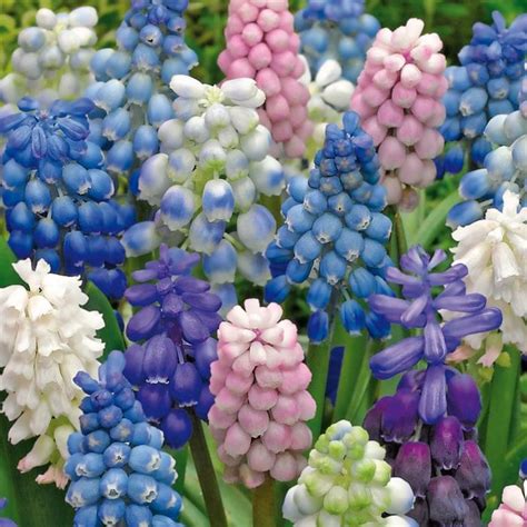 Muscari Bulbi Flori