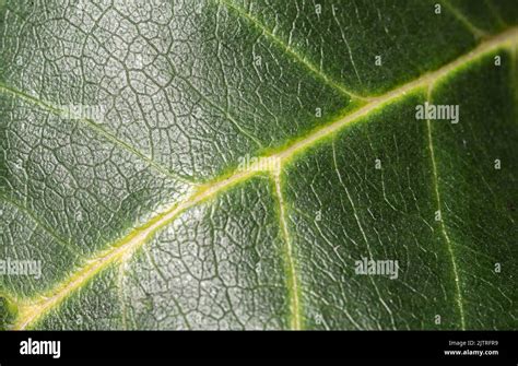 Green Leaf Close Up The Texture Of The Leaf Surface On A Macro Scale