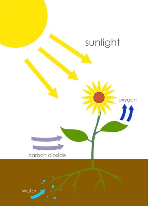 What Are Photosynthesis And Respiration Hubpages