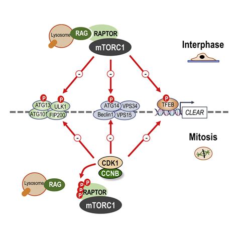 An Mtorc1 To Cdk1 Switch Maintains Autophagy Suppression During Mitosis