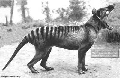 10 Recently Extinct Animals - Listverse