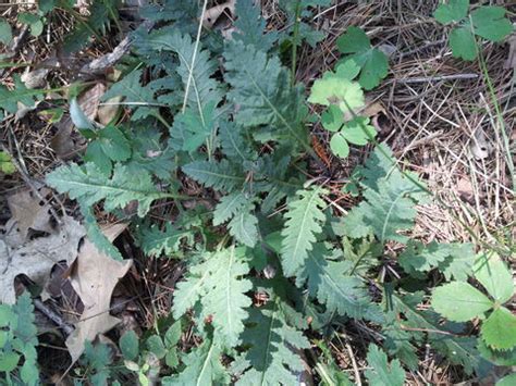 Lousewort (Pedicularis) facts and health benefits