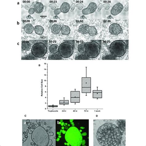 Cell Fusion In Multinucleated Giant Cells A Stages Of Cell Fusion