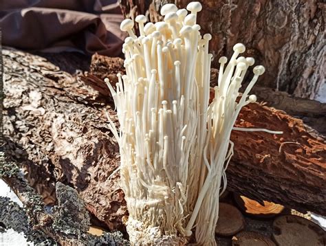 Грибы Еноки 100 г - купить за 149.00 грн, доставка по Киеву и Украине ...