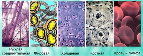Ткани. Типы тканей и их свойства