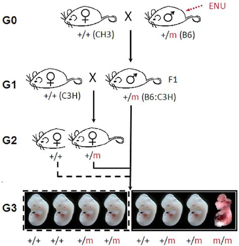 Breeding Strategy For The Generation Of G 3 Embryos C57bl6j Male Mice Download Scientific