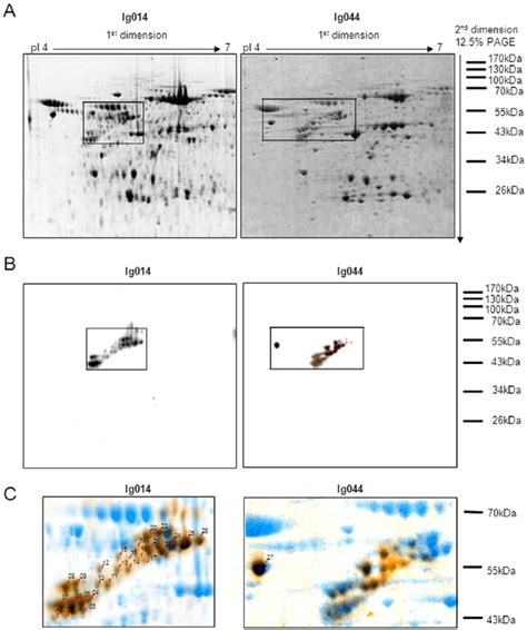 Subset 1 Cll B Cell Receptors Ig014 And Ig044 Recognize Proteins Highly