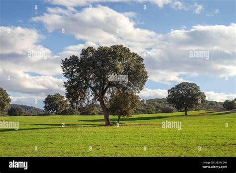 Oak Grove Hi Res Stock Photography And Images Alamy