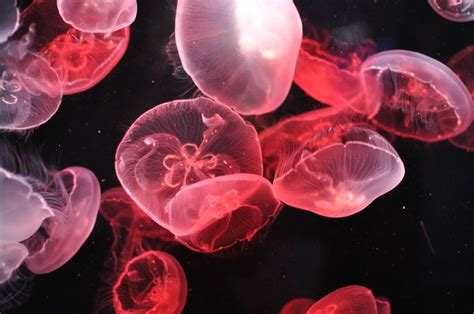 Tokyo Sunshine Aquarium | Pink jellyfish, Jellyfish, Deep sea creatures