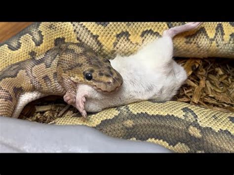 FEEDING BALL PYTHONS FEEDING TIPS YouTube