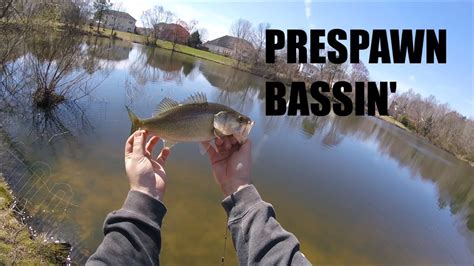 Prespawn Bass Fishing With An Ultralight Youtube