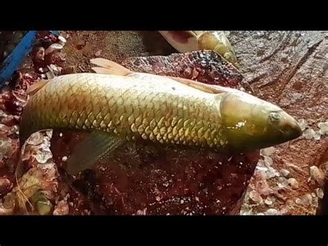 Sylhet Fish Amazing Cutting Skills Big 2 Pcs Grass Cup Fish Cleaning