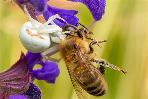 Ver Nderliche Krabbenspinne Mit Beute Und Einem Weiteren I Flickr