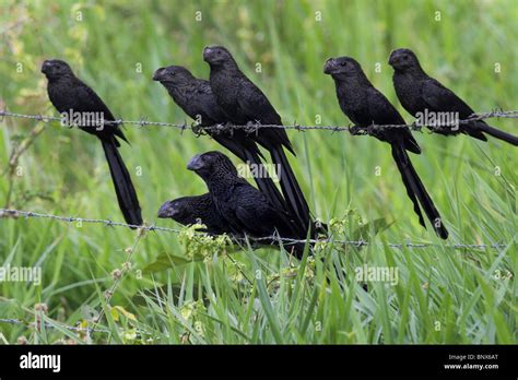 Smooth Billed Ani Group Crotophaga Ani Barinas Venezuela Stock Photo