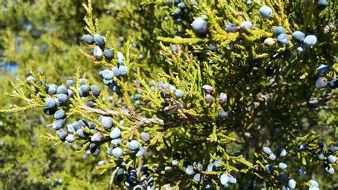 32 Shrubs And Trees With Purple Berries Identification Guide