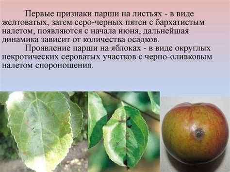 Парша на яблоне. Фото, как бороться весной, осенью, чем обработать