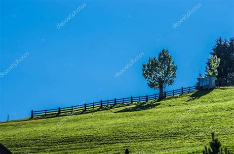 vegetación de montaña bosques verdes y exuberantes el pulmón de la