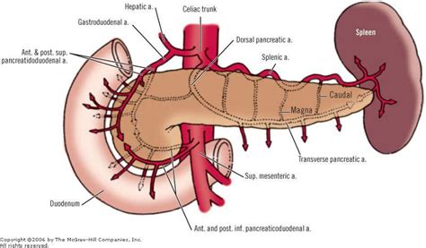 Cynical Anatomy : Arterial Supply to the Stomach and Duodenum...