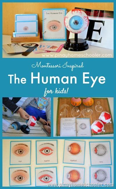 Learning The Parts Of The Human Eye Human Body Activities Human Body