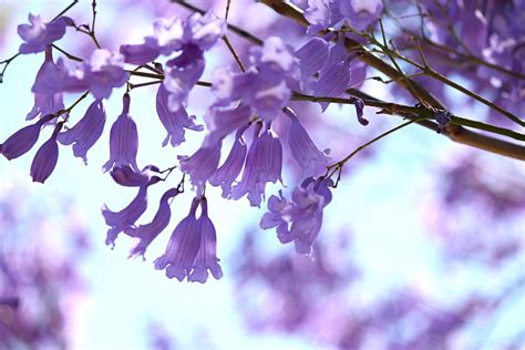 ¡aprovecha Los Beneficios Que Puedes Obtener De La Jacaranda Cultiva Futuro