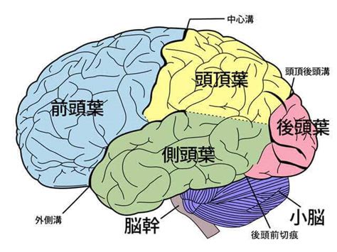 脳の構造と働き 脳のお勉強会