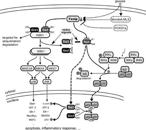 Trx Txnip And Grx In MAP Kinase And NF JB Signaling Txnip Whose