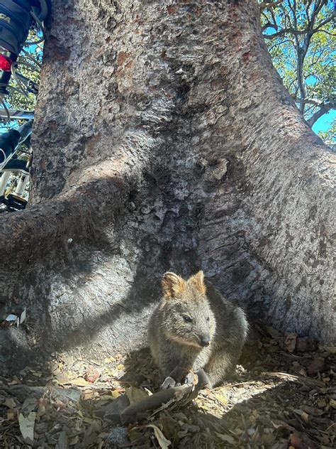 Quokka 2 20 3 24 By Saraeustace91 On Deviantart