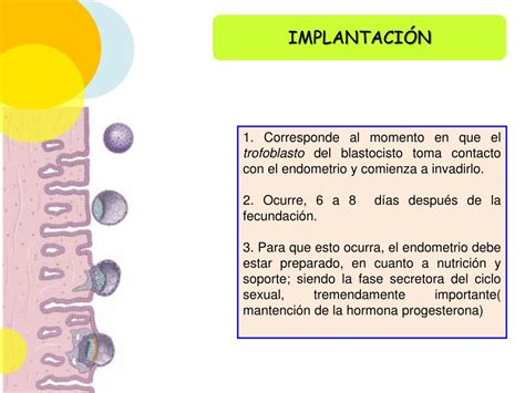 Ppt Regulaci N Del Sistema Reproductor Powerpoint Presentation Free