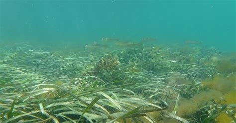 Ecology Seagrass Research Western Australia