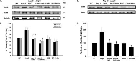 Influence Of Inhibition Of Nhe By Emd On Cathepsin B Cat B Protein