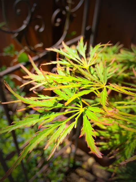 Japanese Maple Tree Leaves | Japanese maple tree, Tree leaves, Maple tree