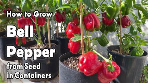 How To Grow Peppers Best Cooking Recipes In The World