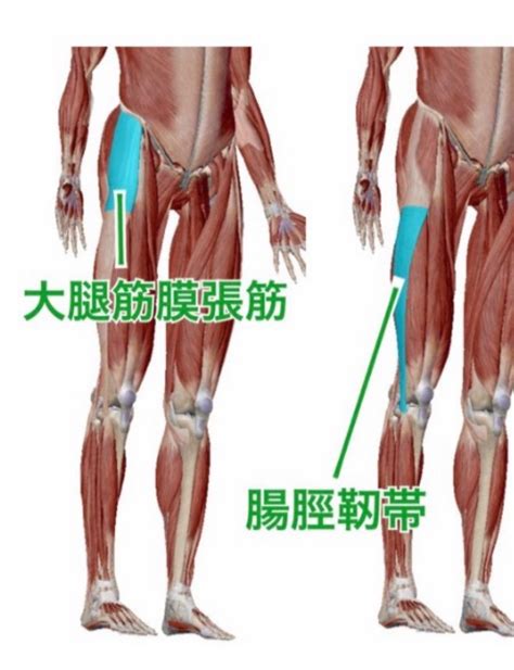 大腿筋膜張筋 座ってるとかたくなる？ コアコンディショニングで大人女子のお悩み助けます！