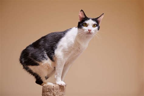 10 Unique Bobtail Cat Breeds