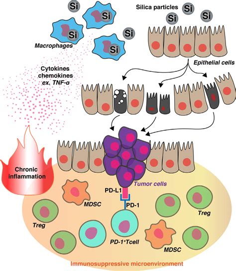 Proposed Mechanism By Which The Immunosuppressive Microenvironment