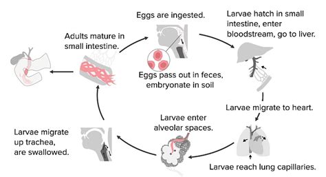 Ascaris Lumbricoides Morphology And Life Cycle