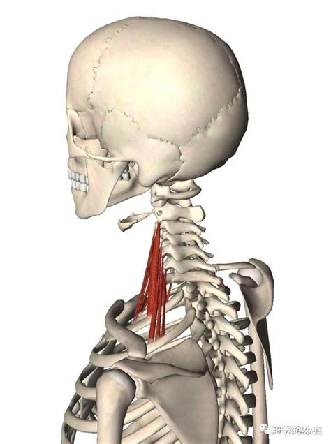 斜角肌「 触发点疗法 」 知乎