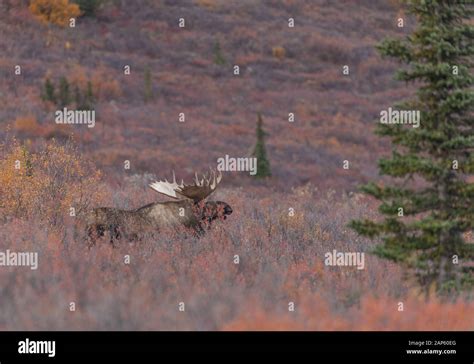 Alaska Yukon Bull Moose In Autumn In Alaska Stock Photo Alamy