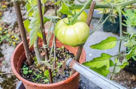 Guide Complet Cultiver Des Tomates Savoureuses En Pots M Me Sans