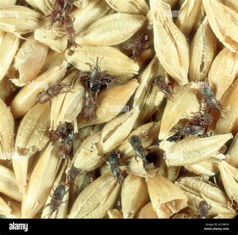 Grain Weevils Sitophilus Granarius On Damaged Barley Grain Stock Photo