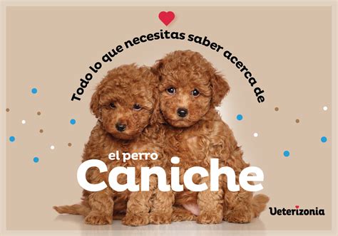 Qu Diferencia Hay Entre Un Caniche Y Un Caniche Toy Beagle Spain